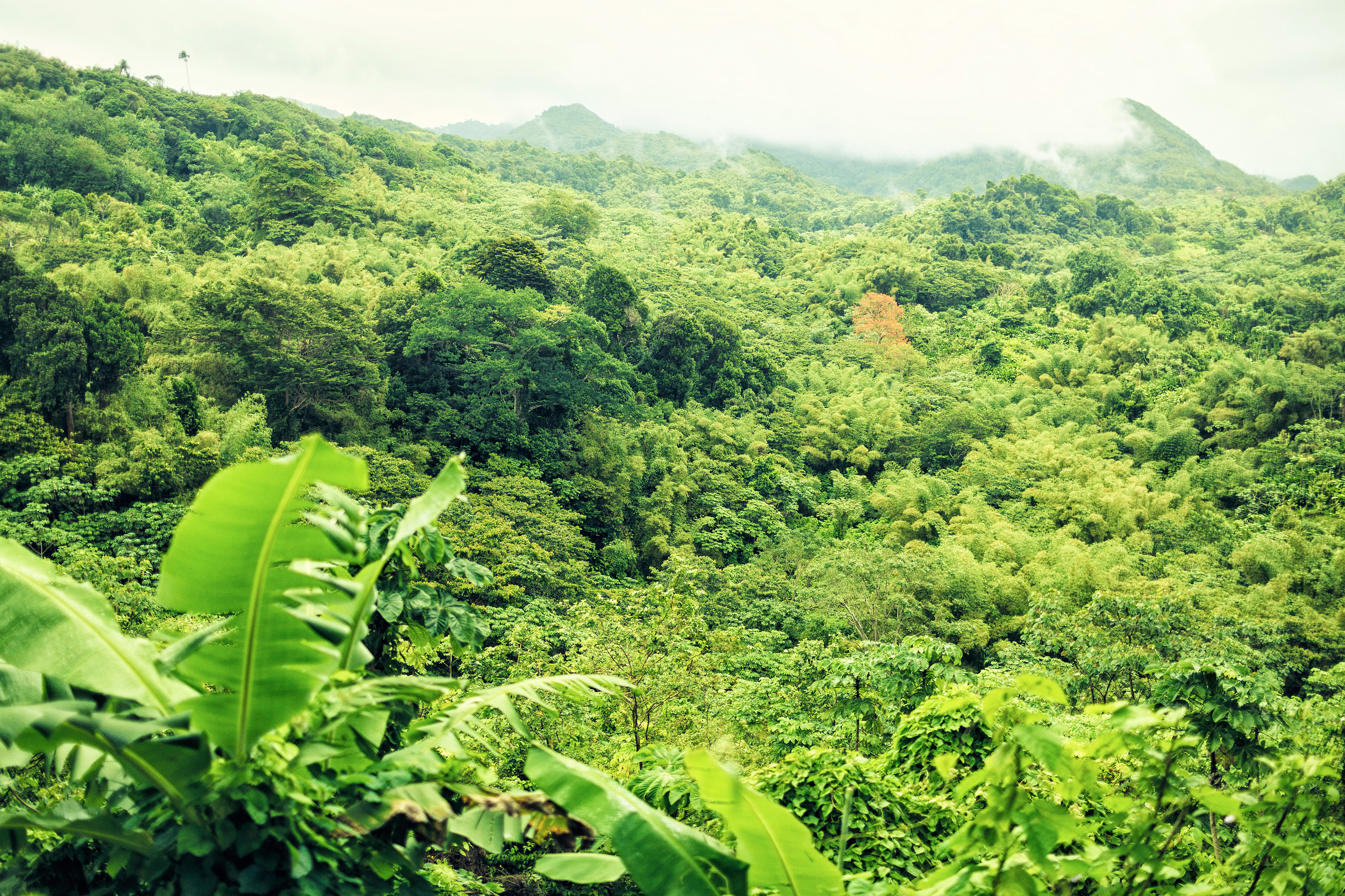 Grenada / La Capije (1/2 day )