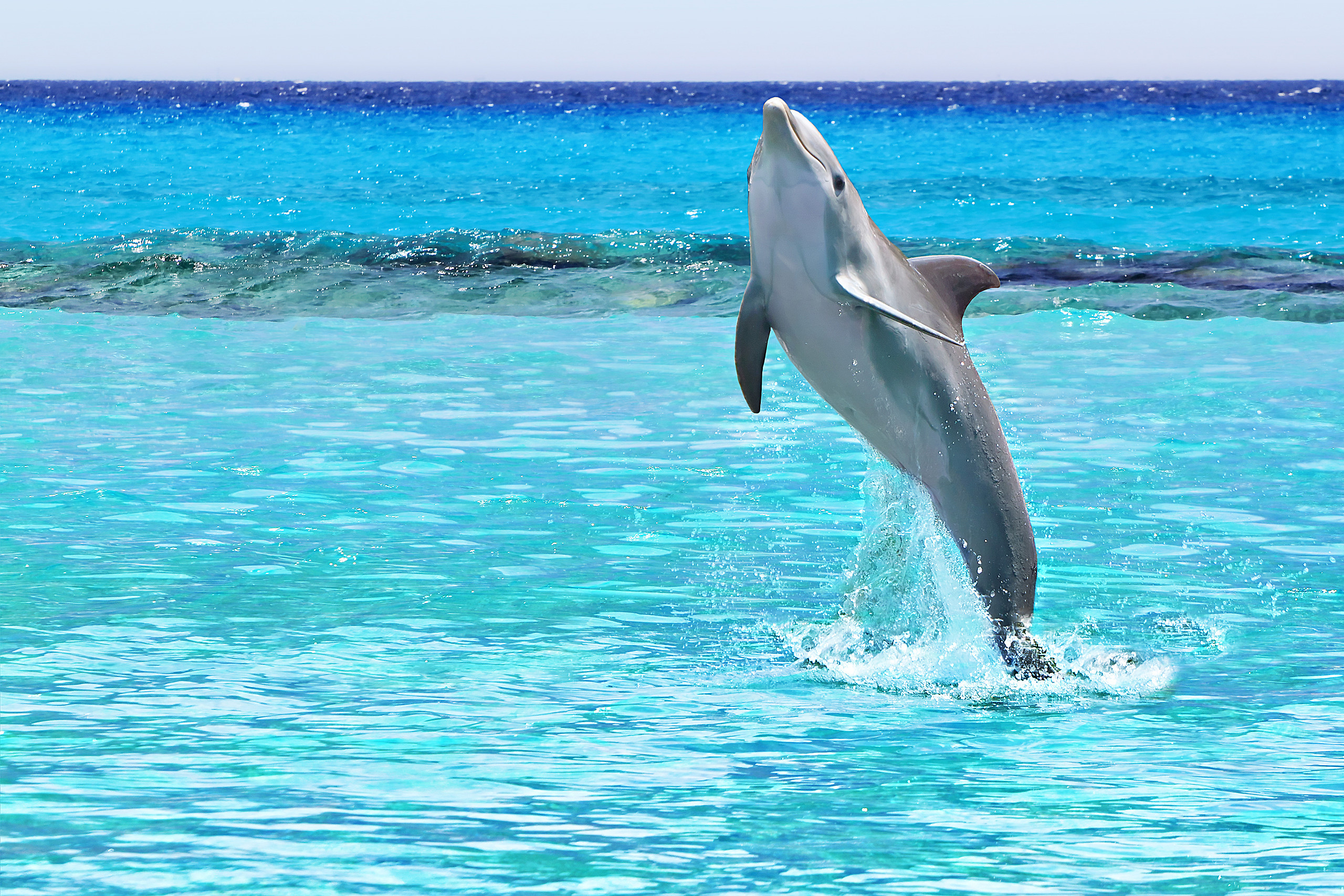 Boca Del Toro / Dolfin Bay (1/2 day)