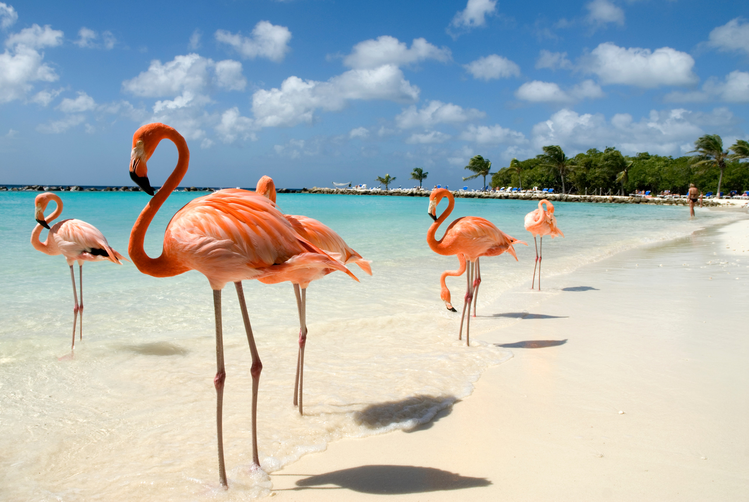 Aruba /  4 x 4 North Coast Safari & Arashi Beach Break