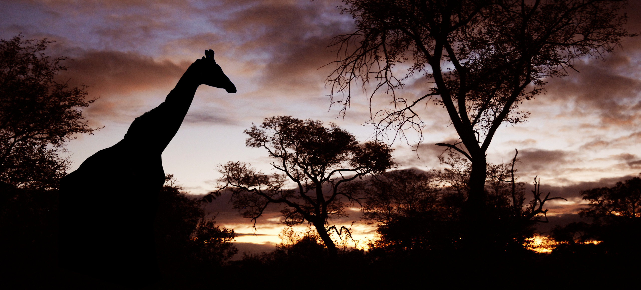 Safari by night