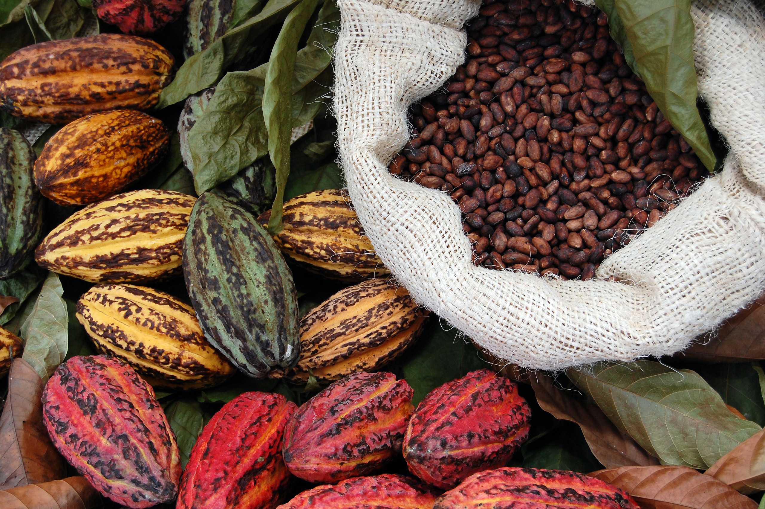 Boca Del Toro /Cacao & Lanchas (1/2 day)
