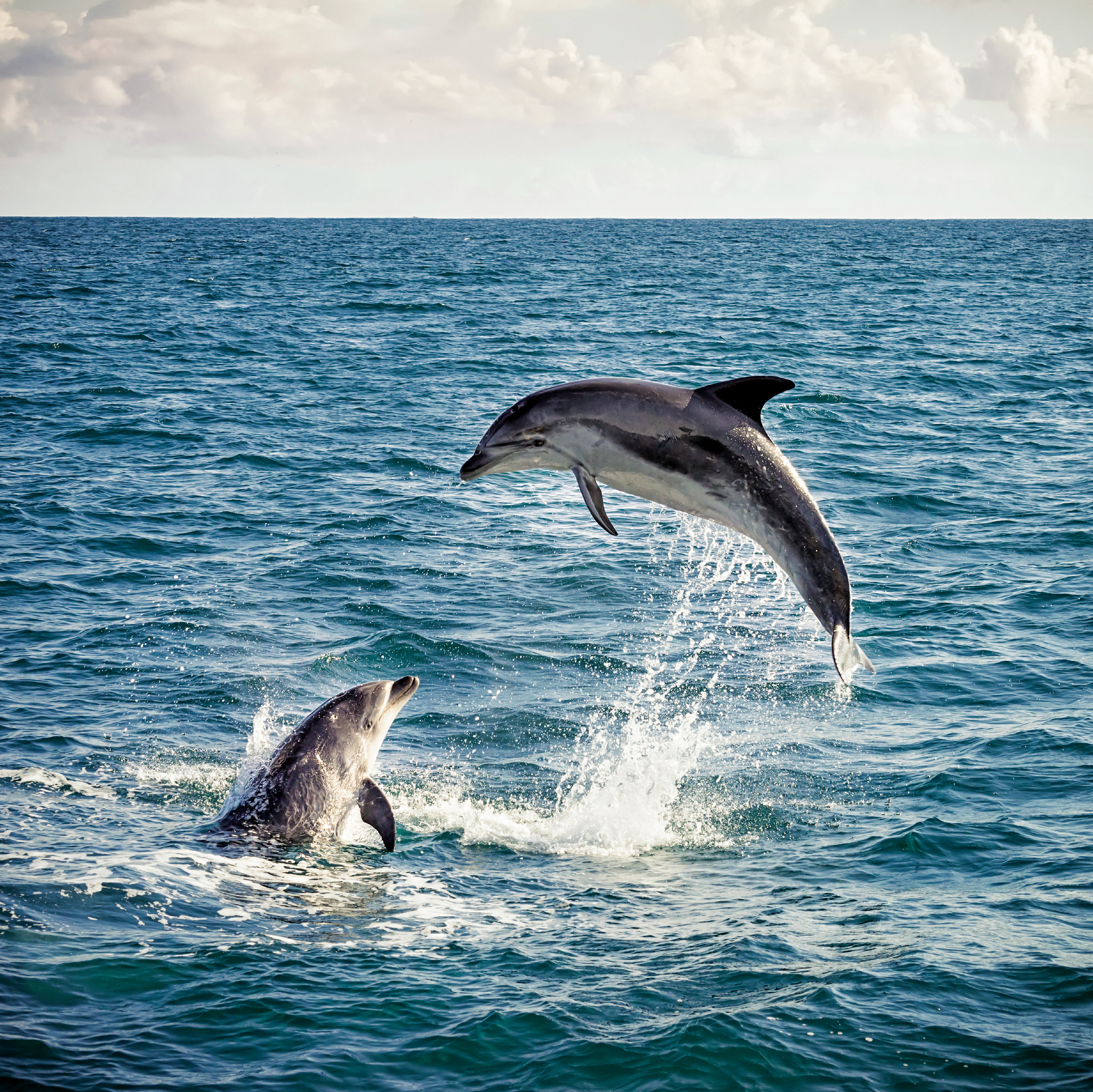 Rencontre avec les dauphins