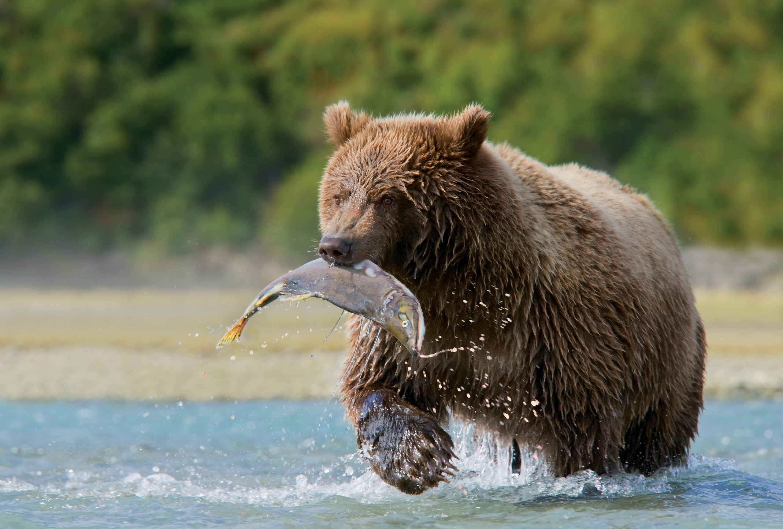 Observation des ours noirs dans le parc national de la Malbaie