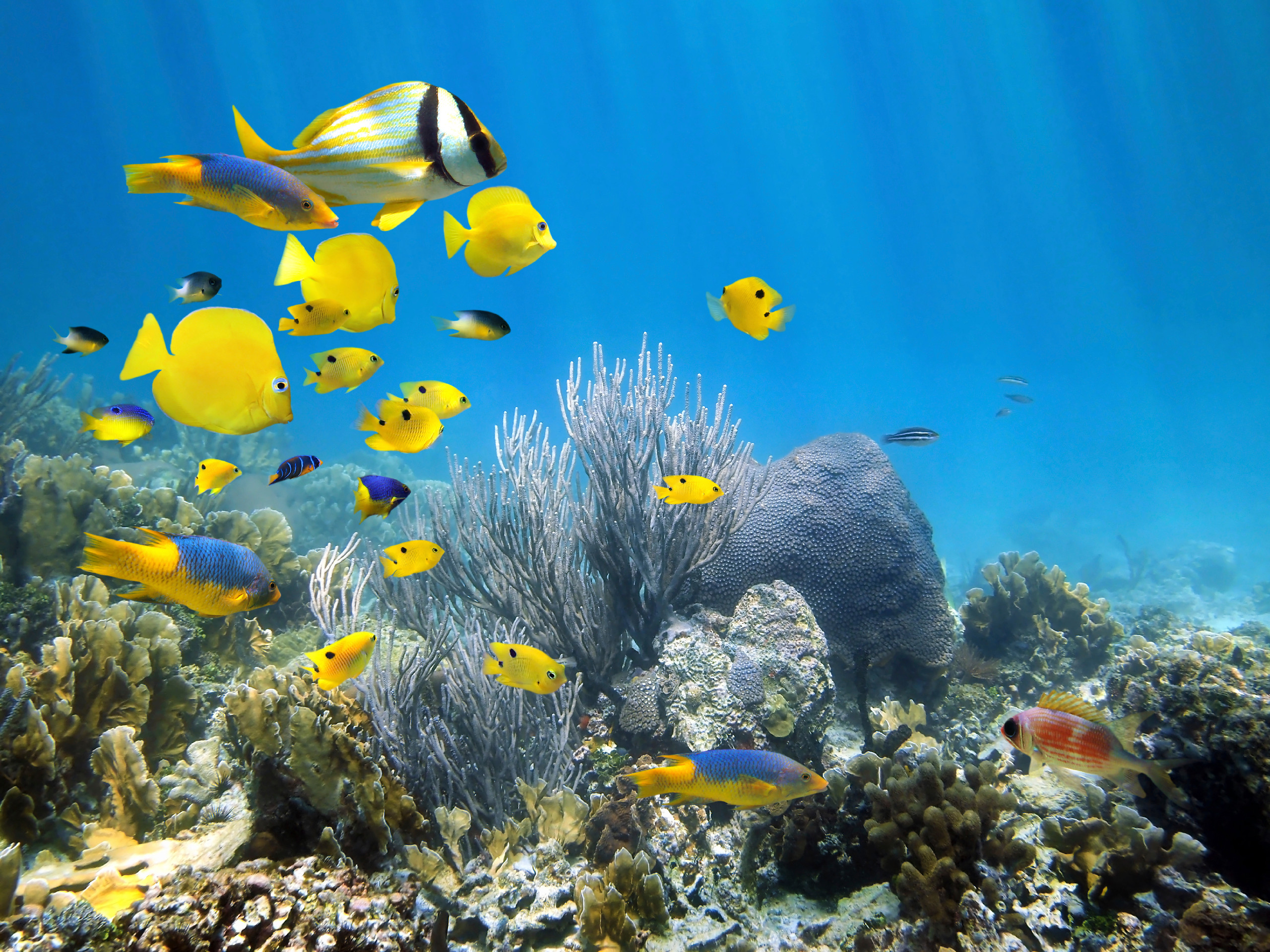 PADI Open Water Diver course