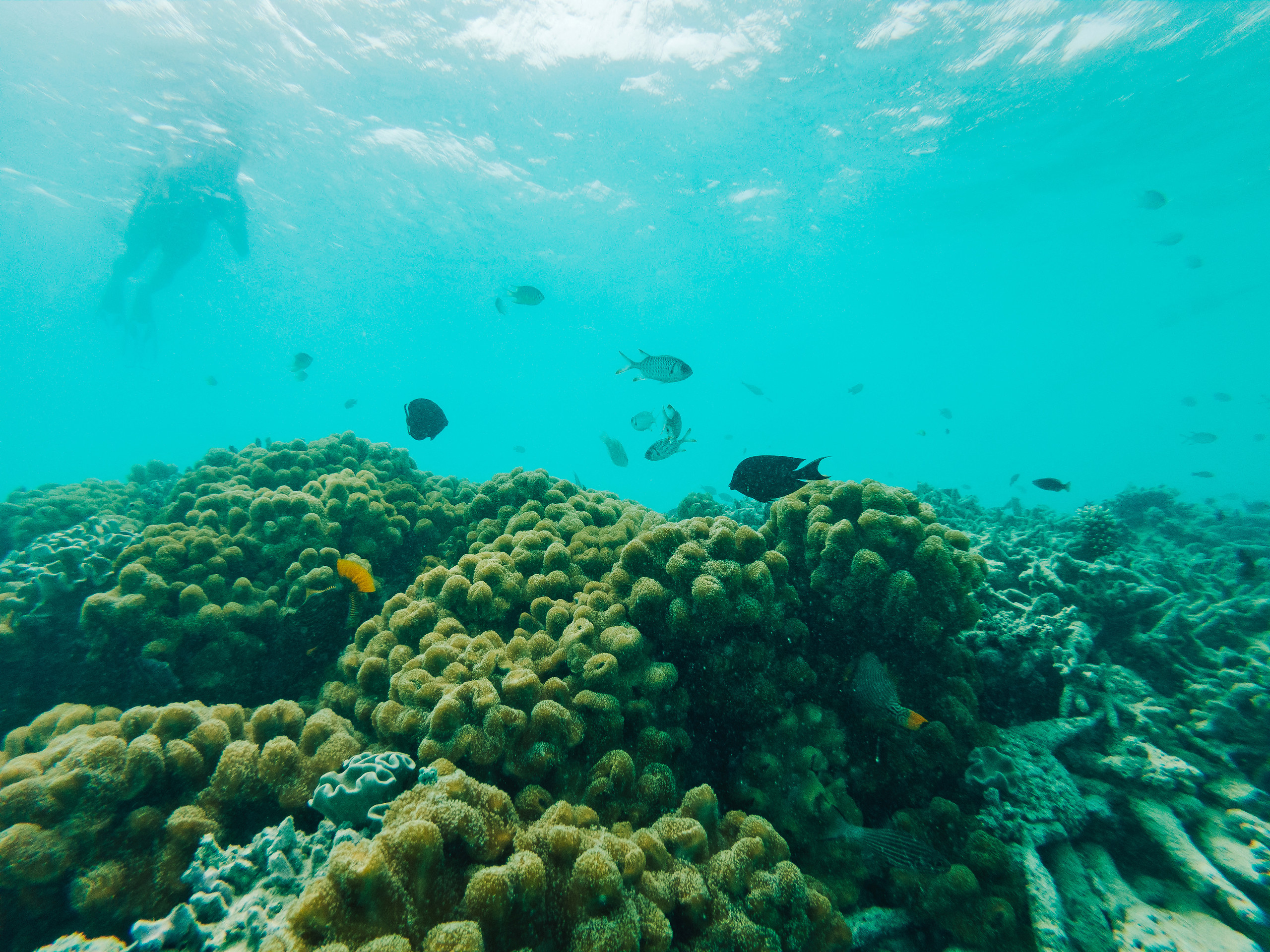 Scuba Diving Spots
