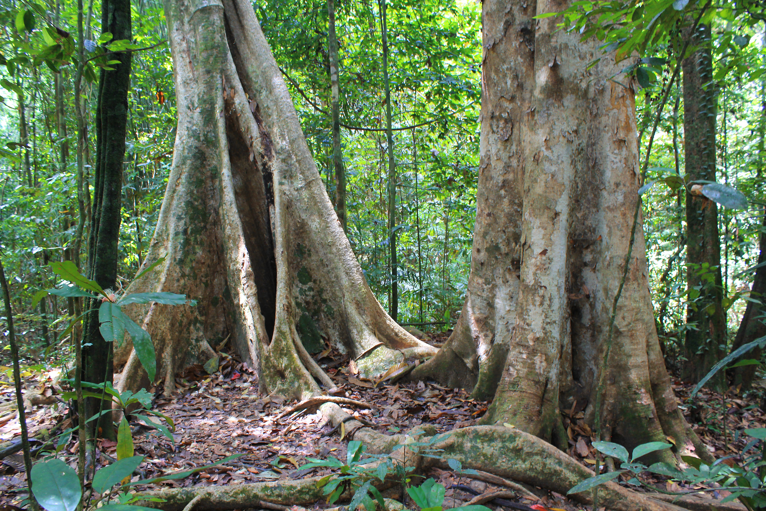 Tropical hiking