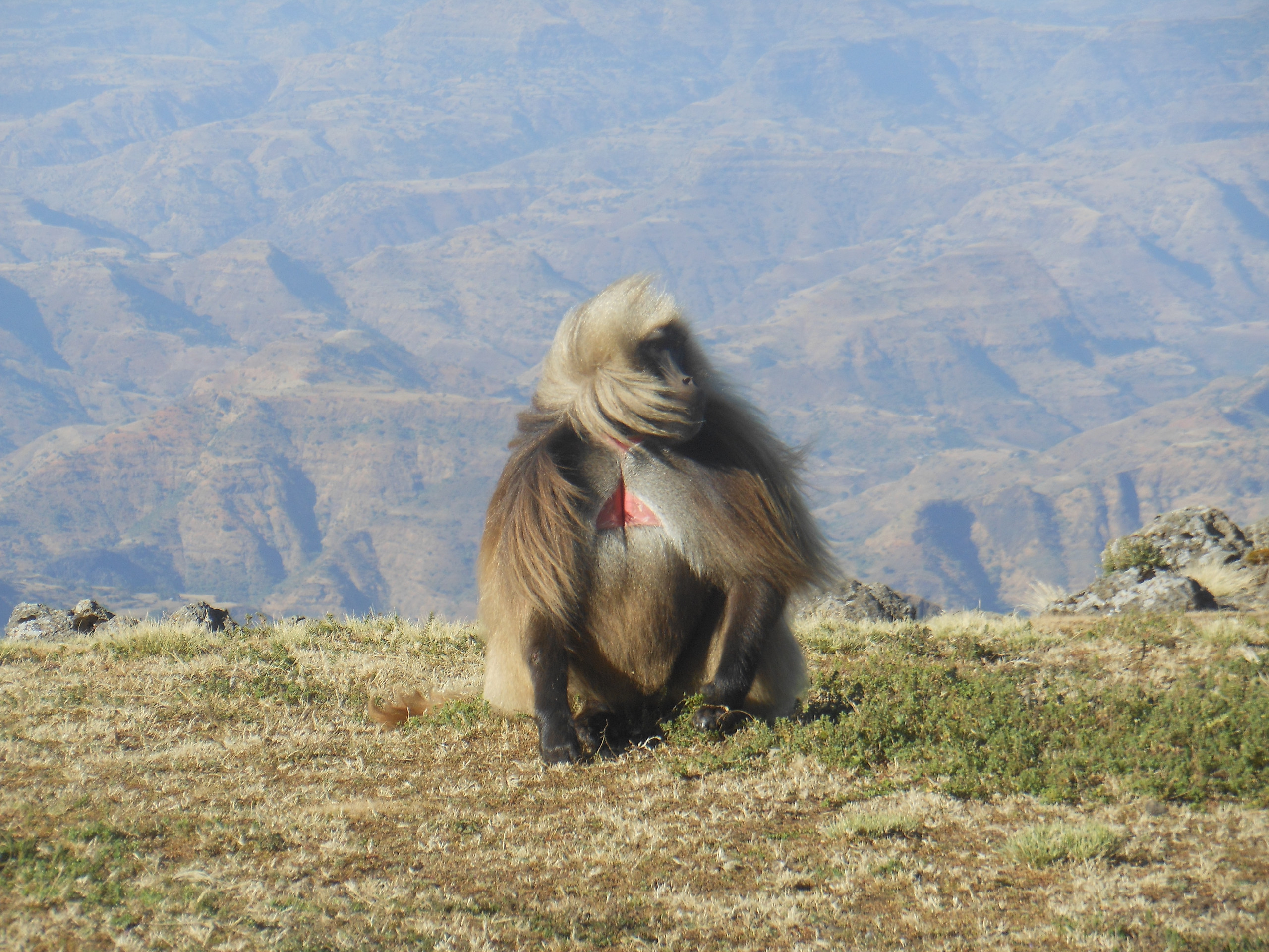 La forêt secrète des singes