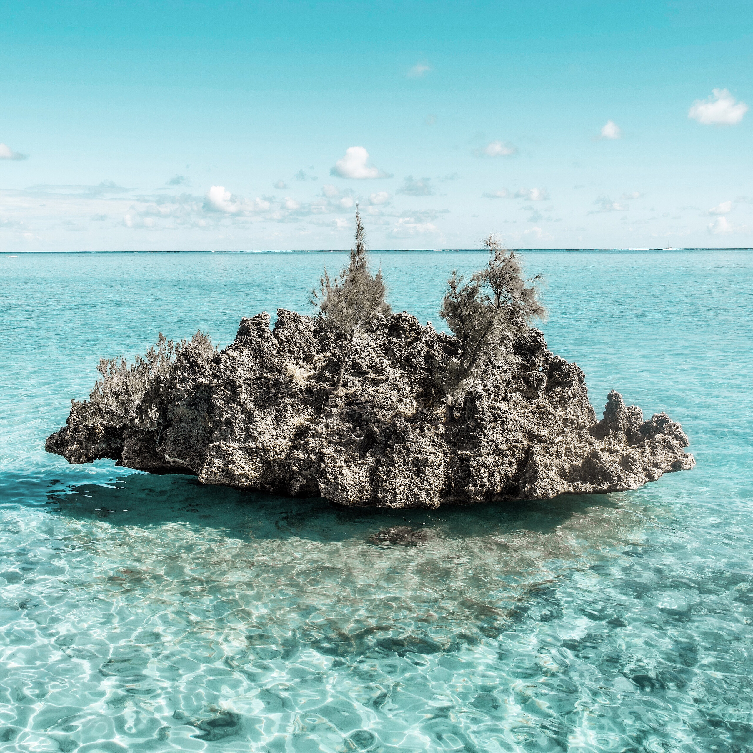 Benitier Lagoon