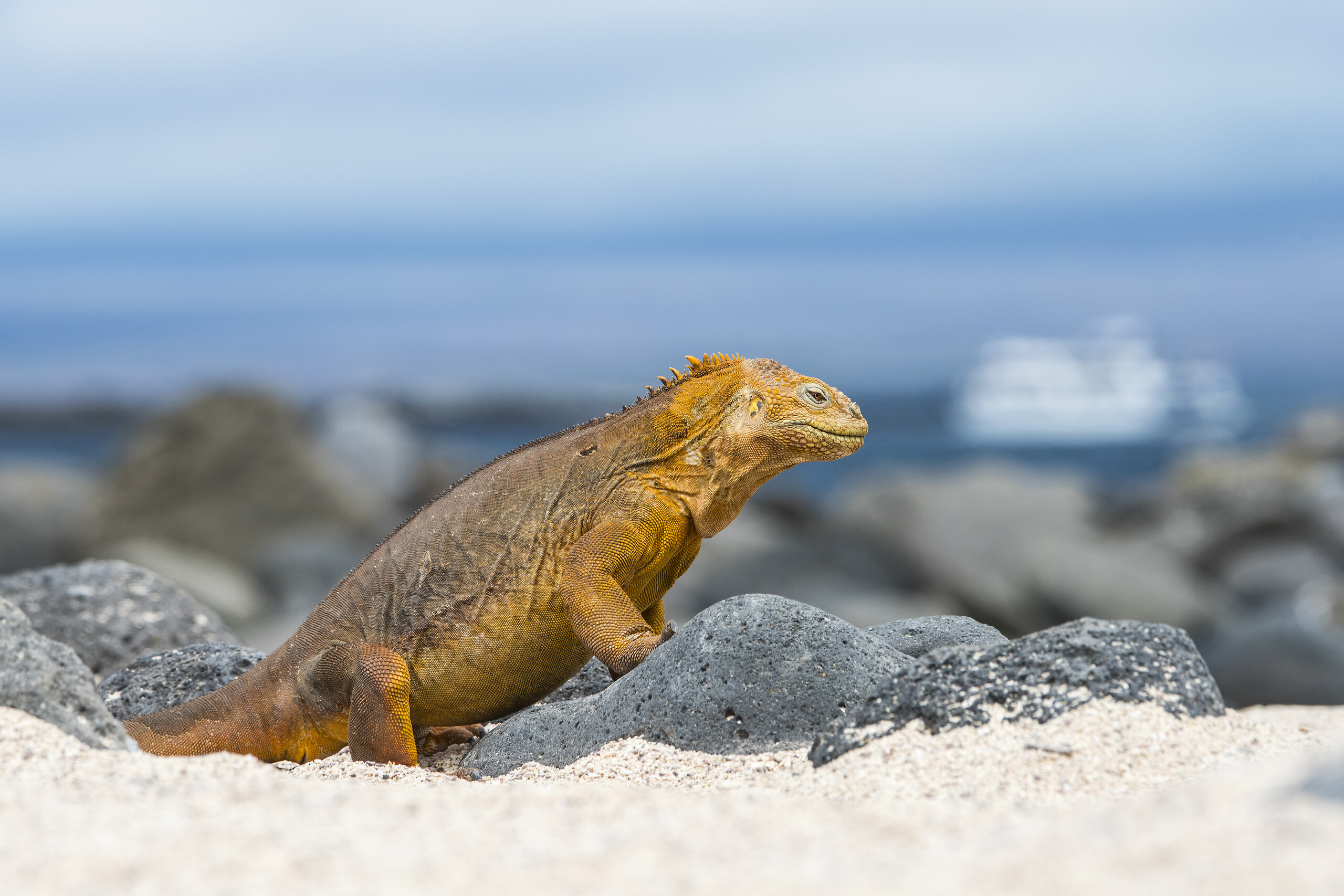 Nature Larger than Life: Petite-Terre nature reserve