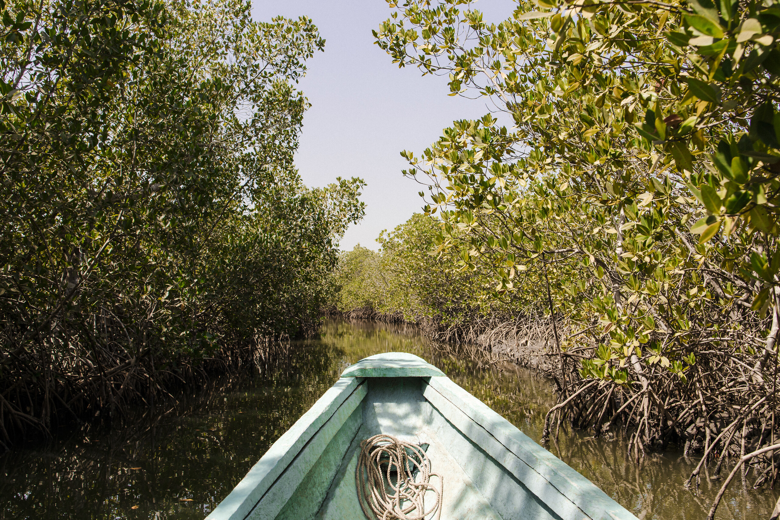 Oryginalny Mangrove