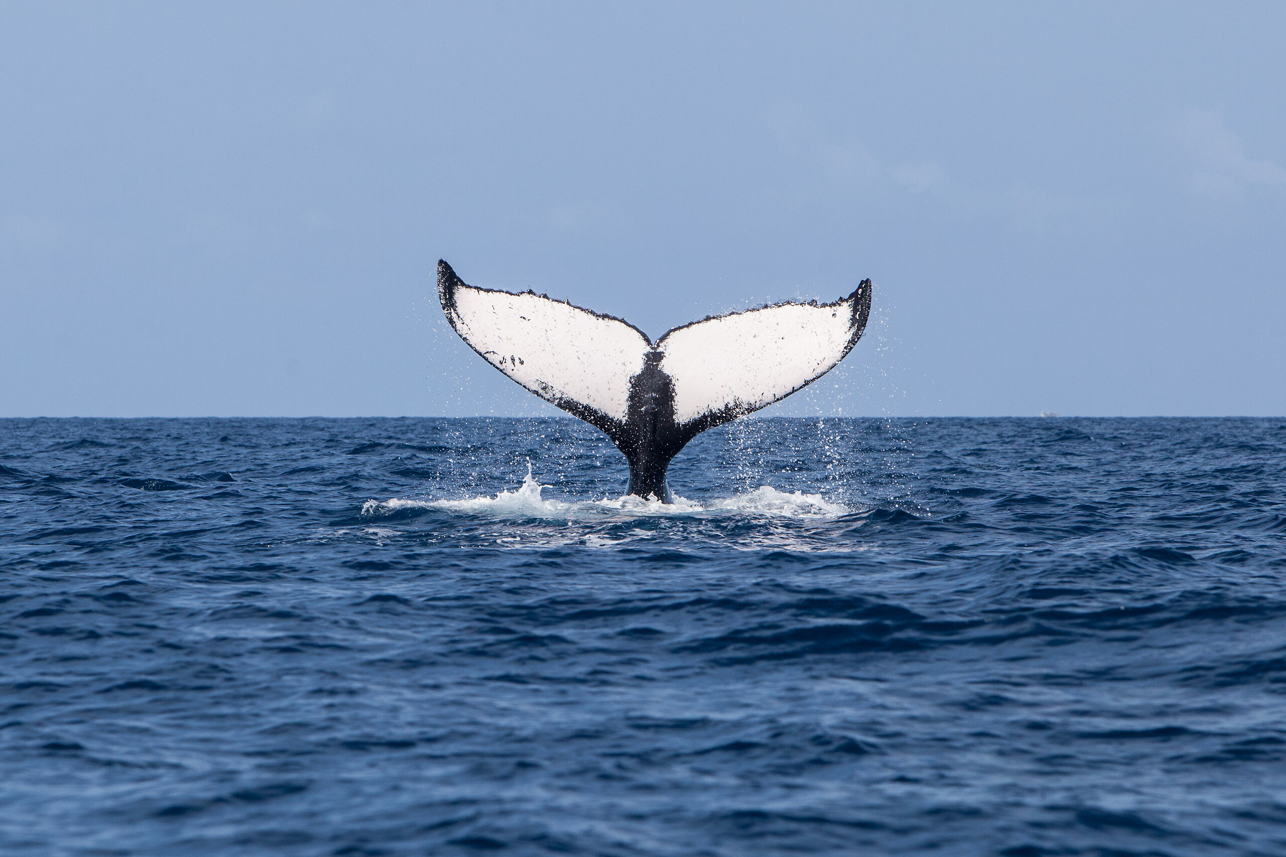 Whales Watching (winter)