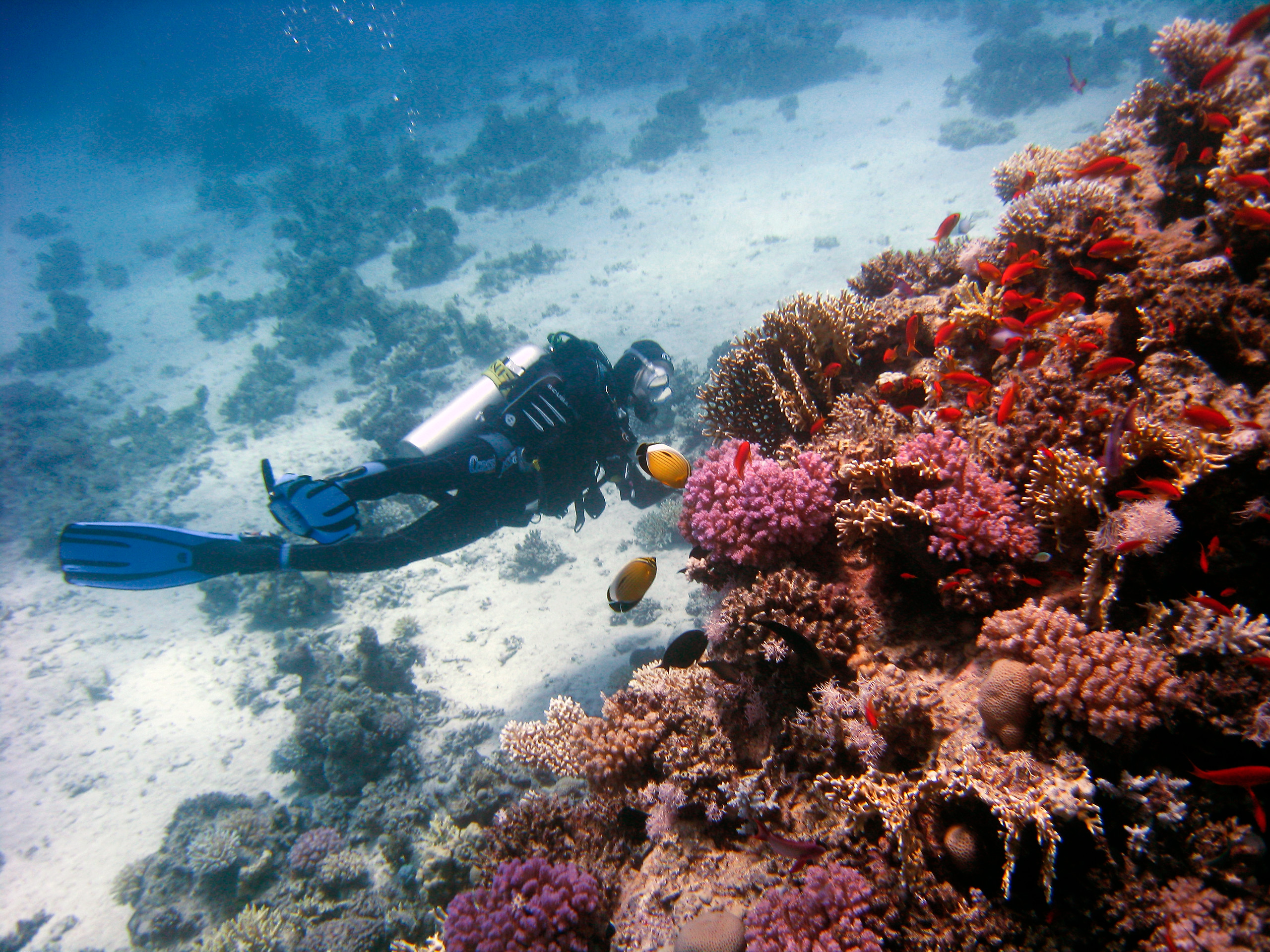 12 independent dives package