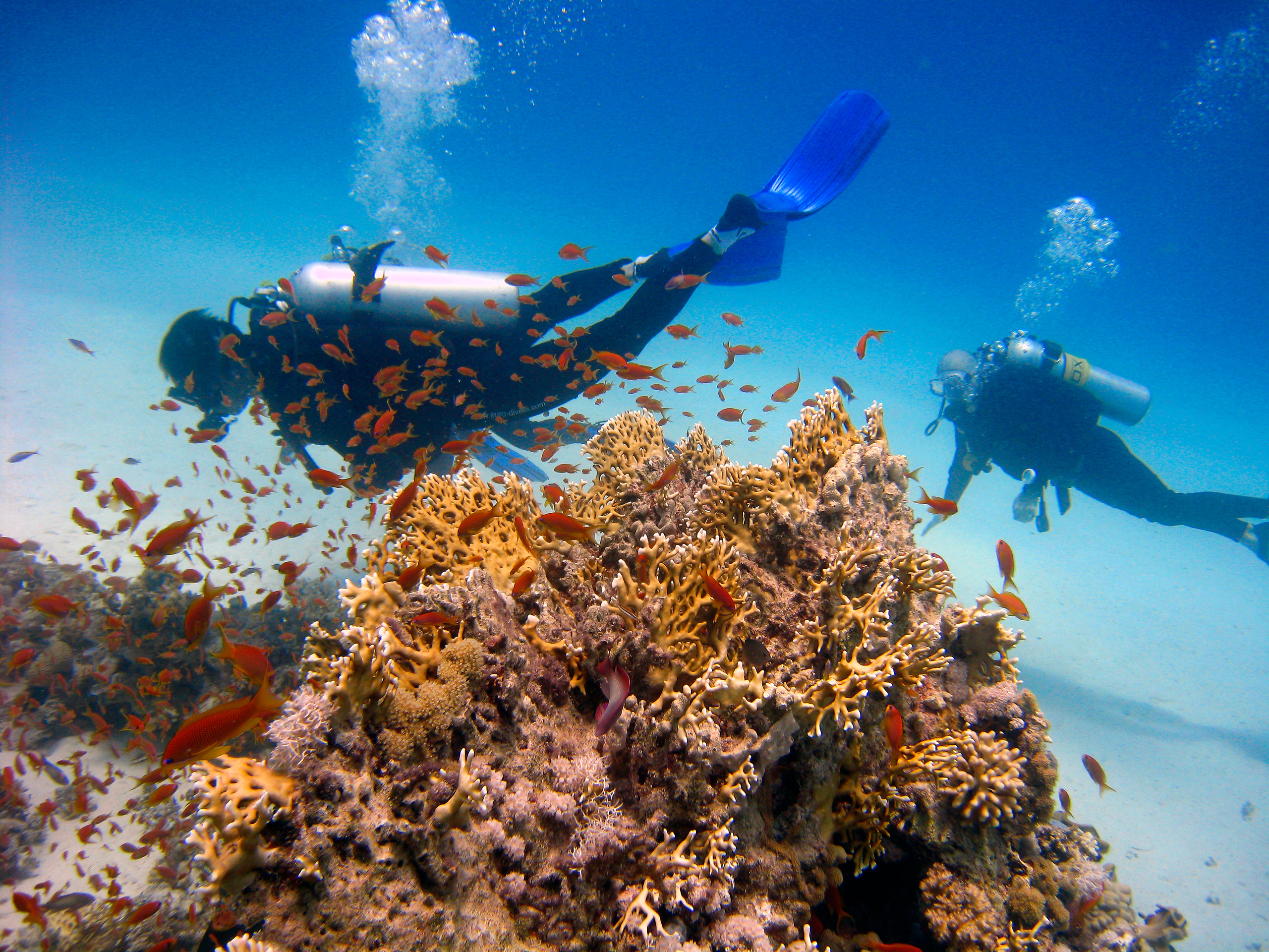 PADI Scuba Diver course