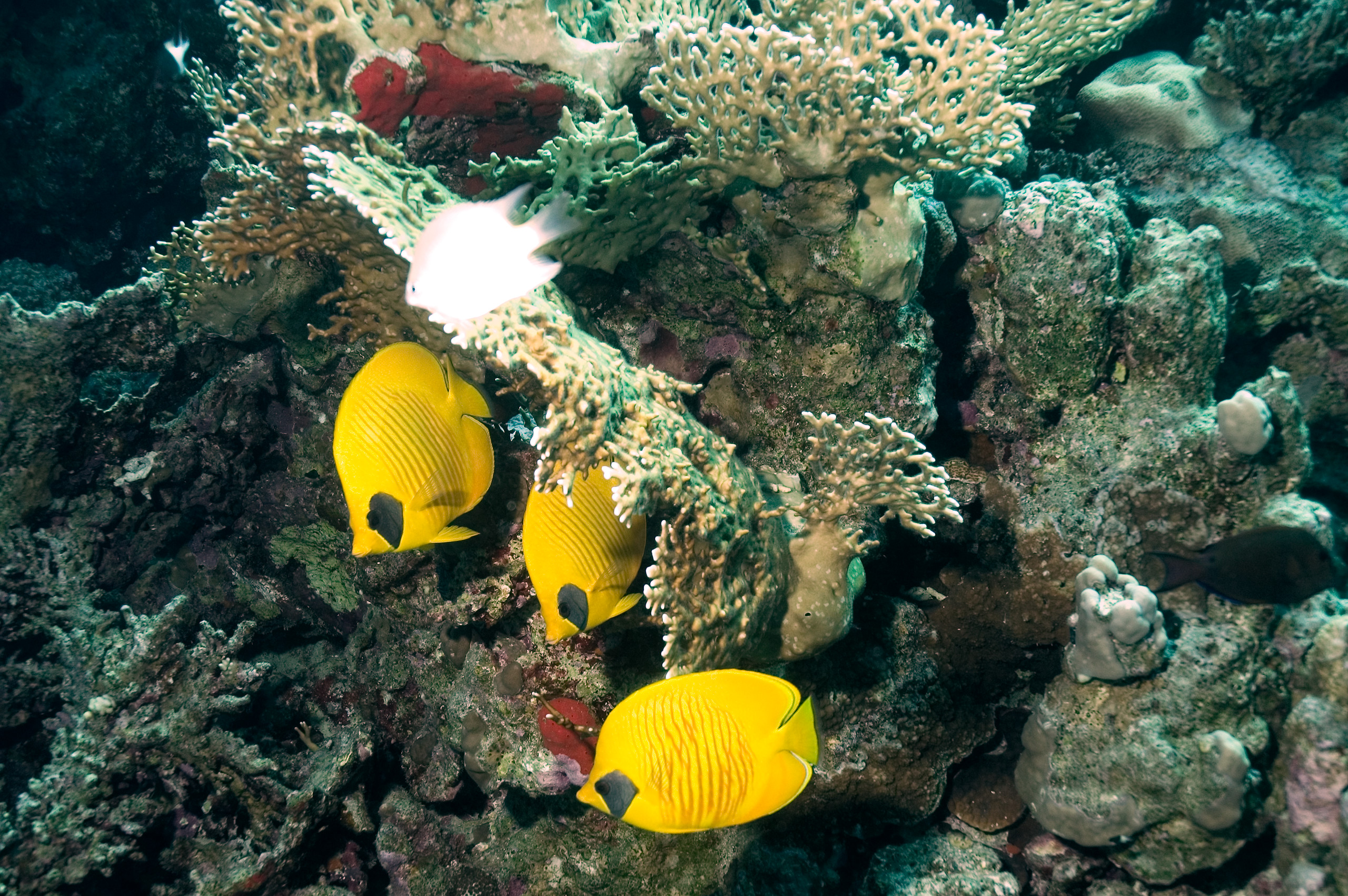 PADI Open Water