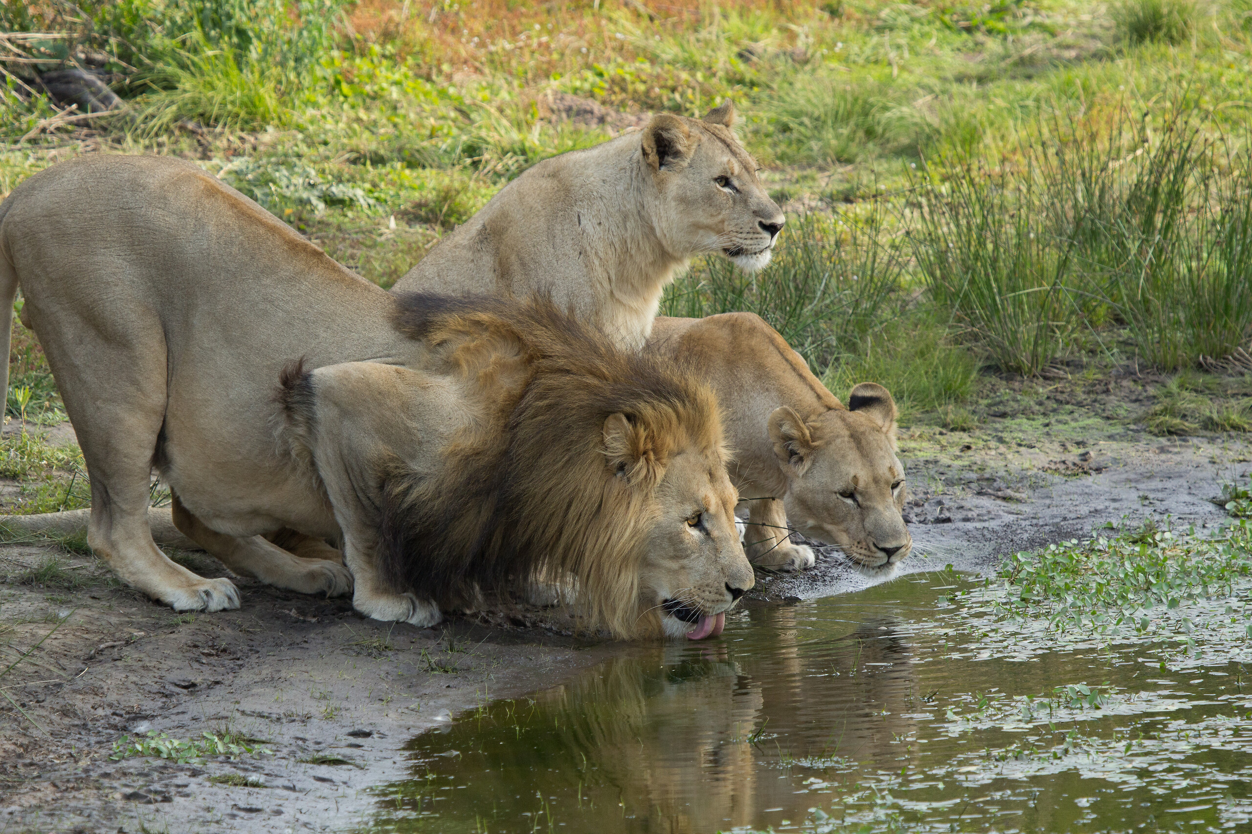 Safari Big 5 à Hluhluwe