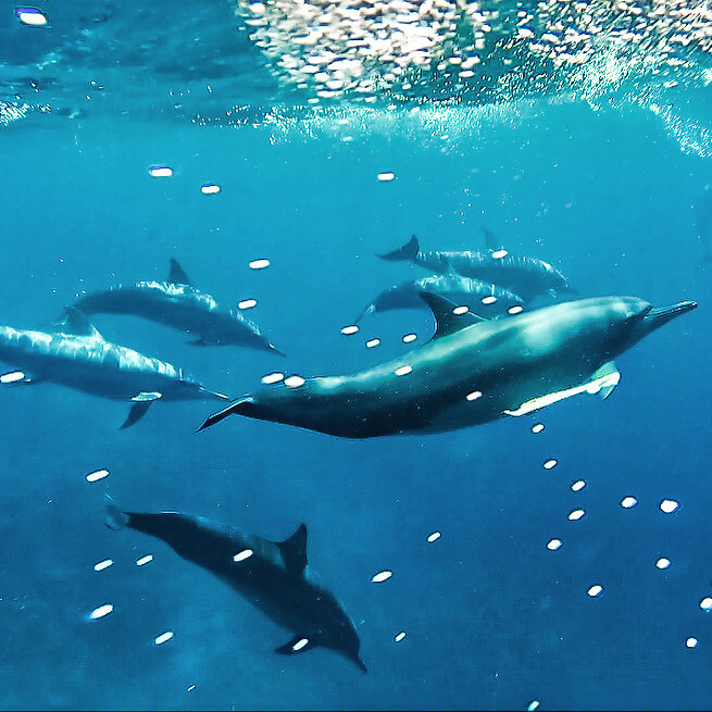 Meet the dolphins