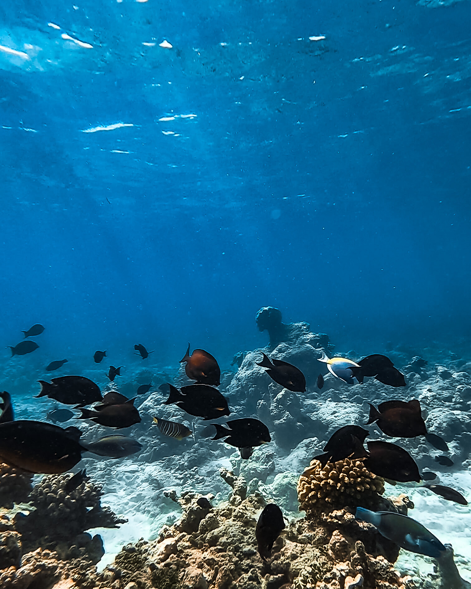 Kurs PADI Open Water Diver