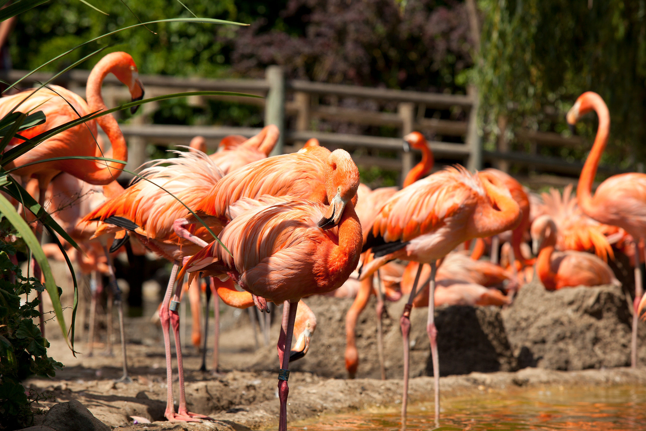 Park zoologiczny La Palmyre