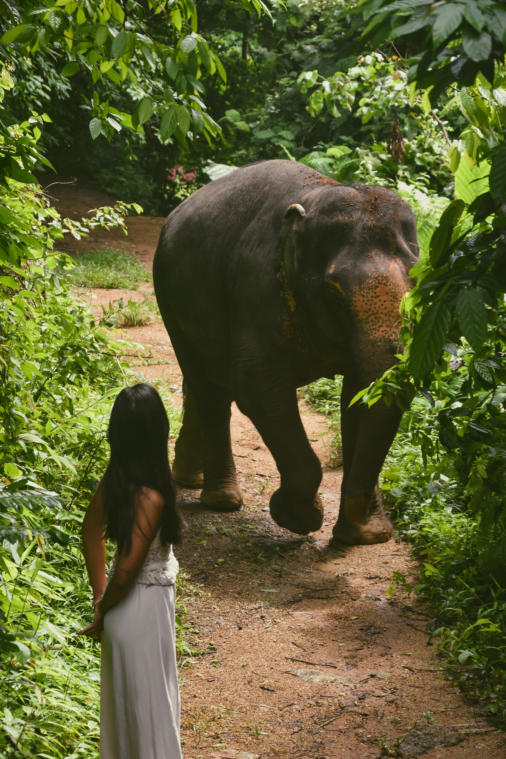 Elephant Care Adventure