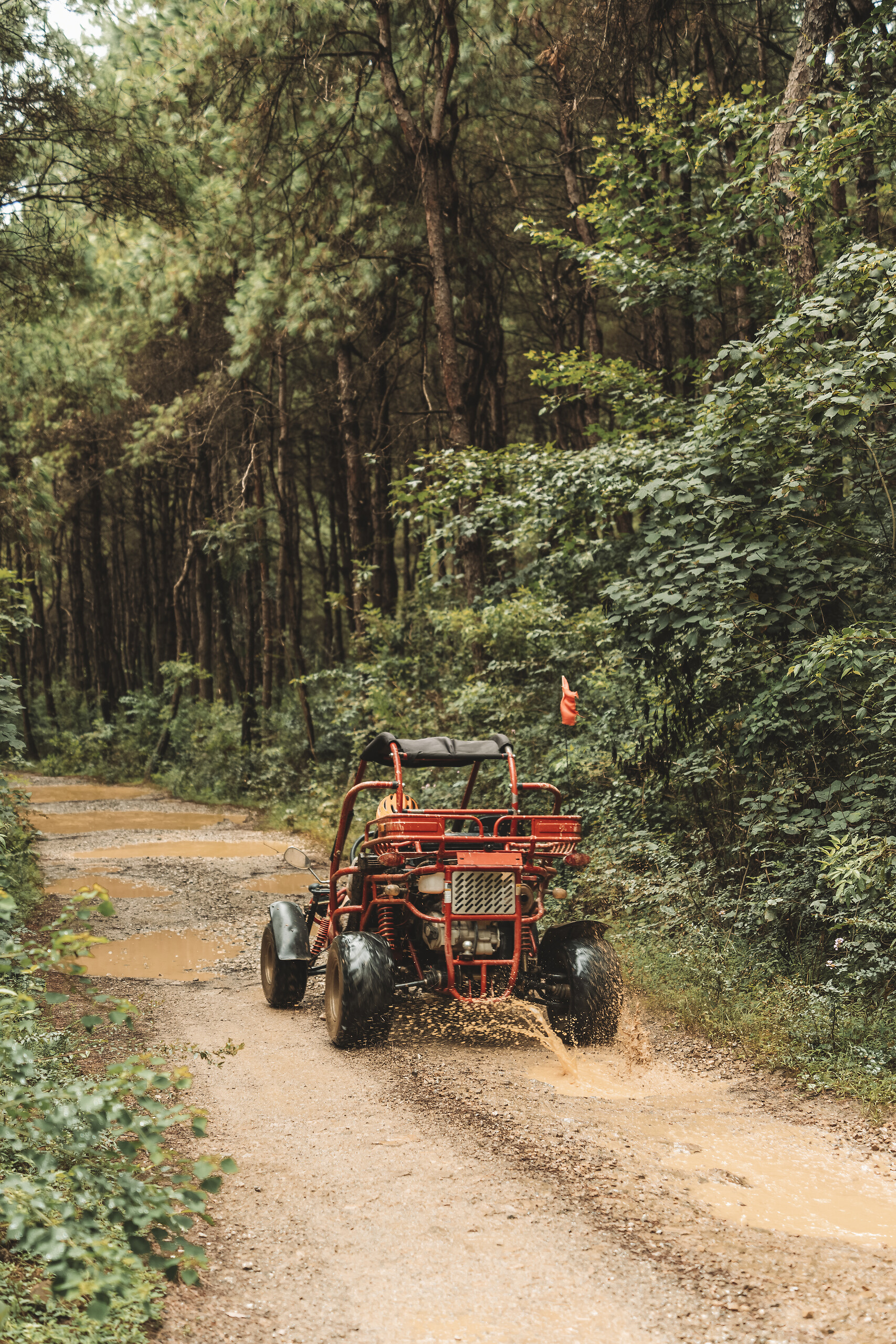 Explore the region by buggy
