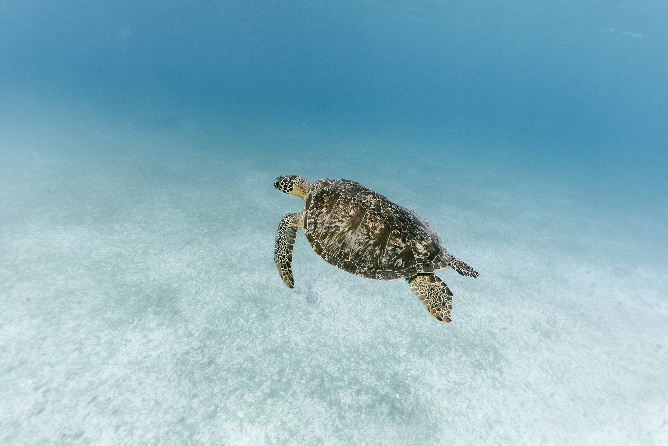 10 supervised dives package (with equipment)
