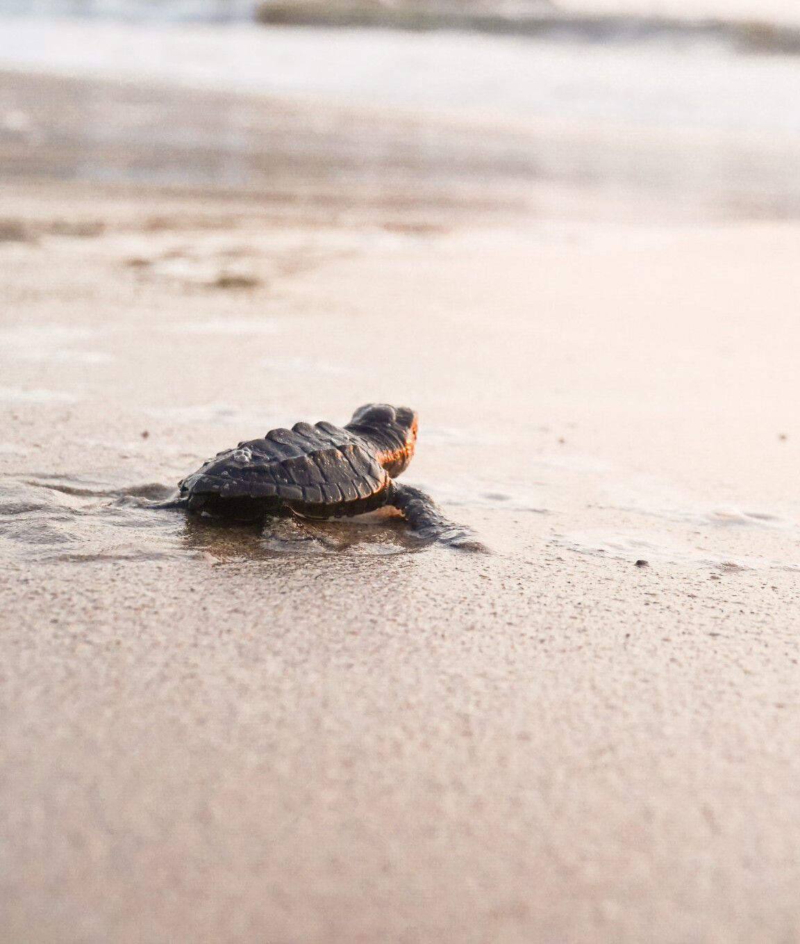 Meet the Turtles
