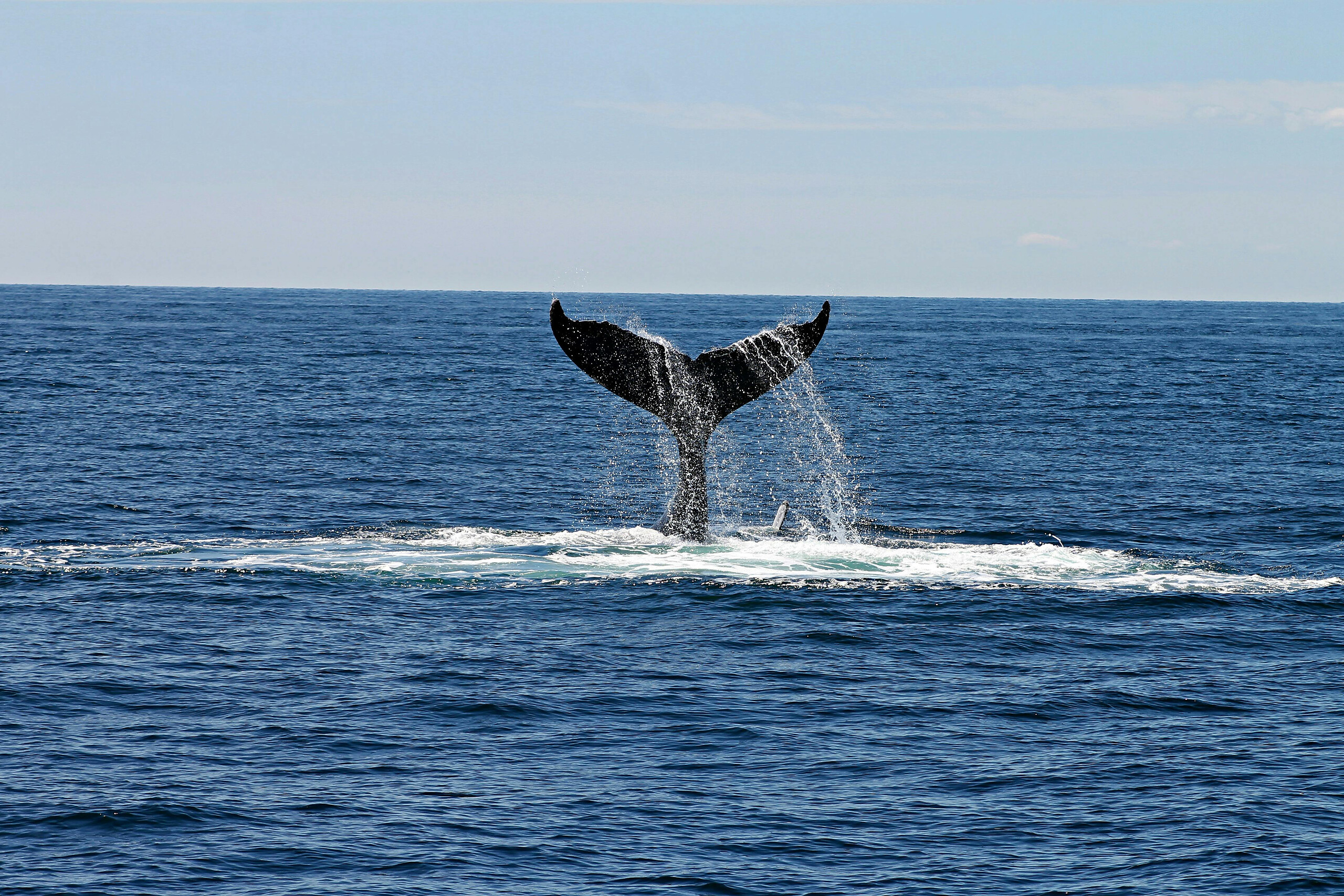 Rencontre avec les dauphins et les baleines