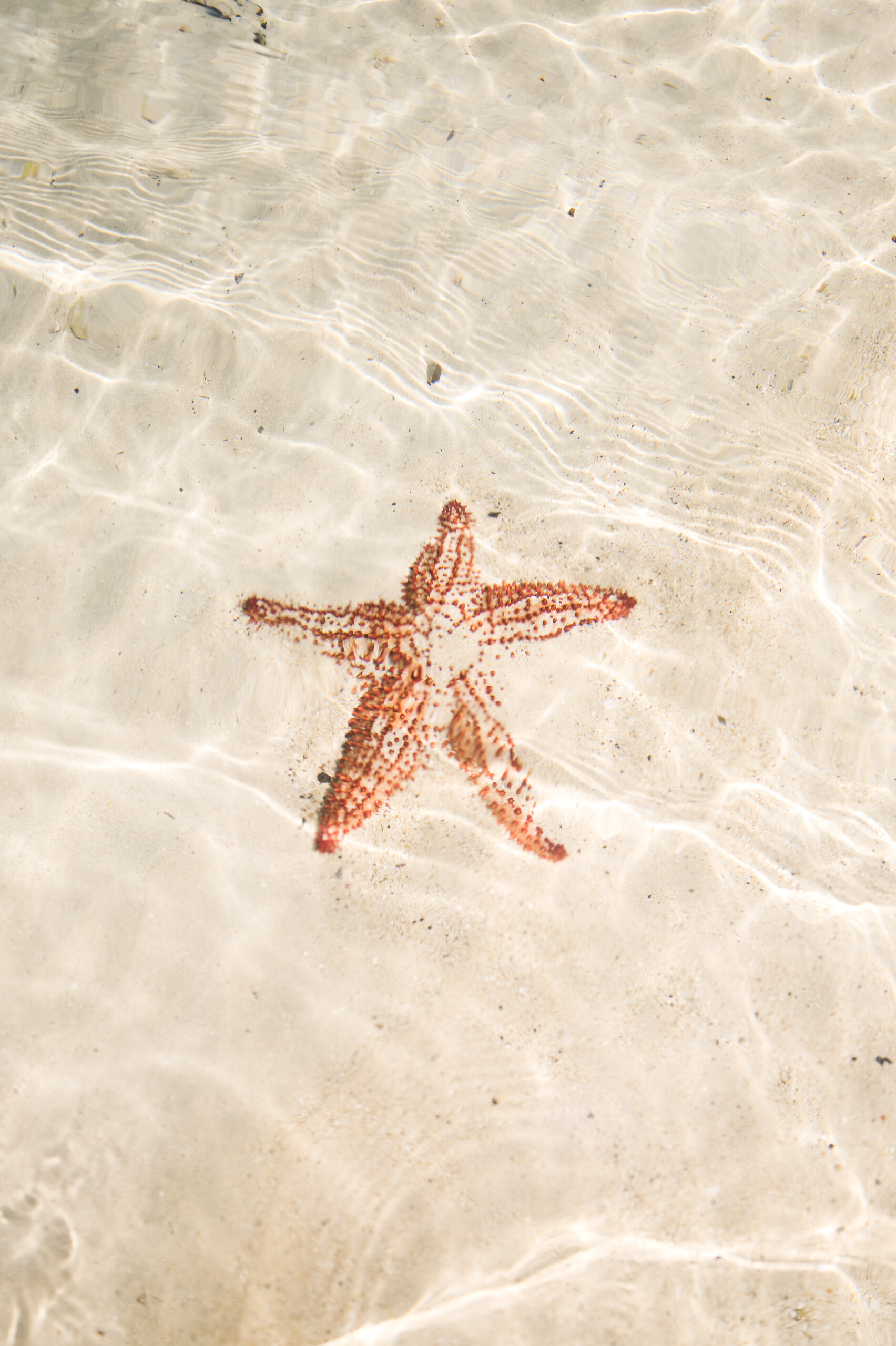 5 supervised dives package