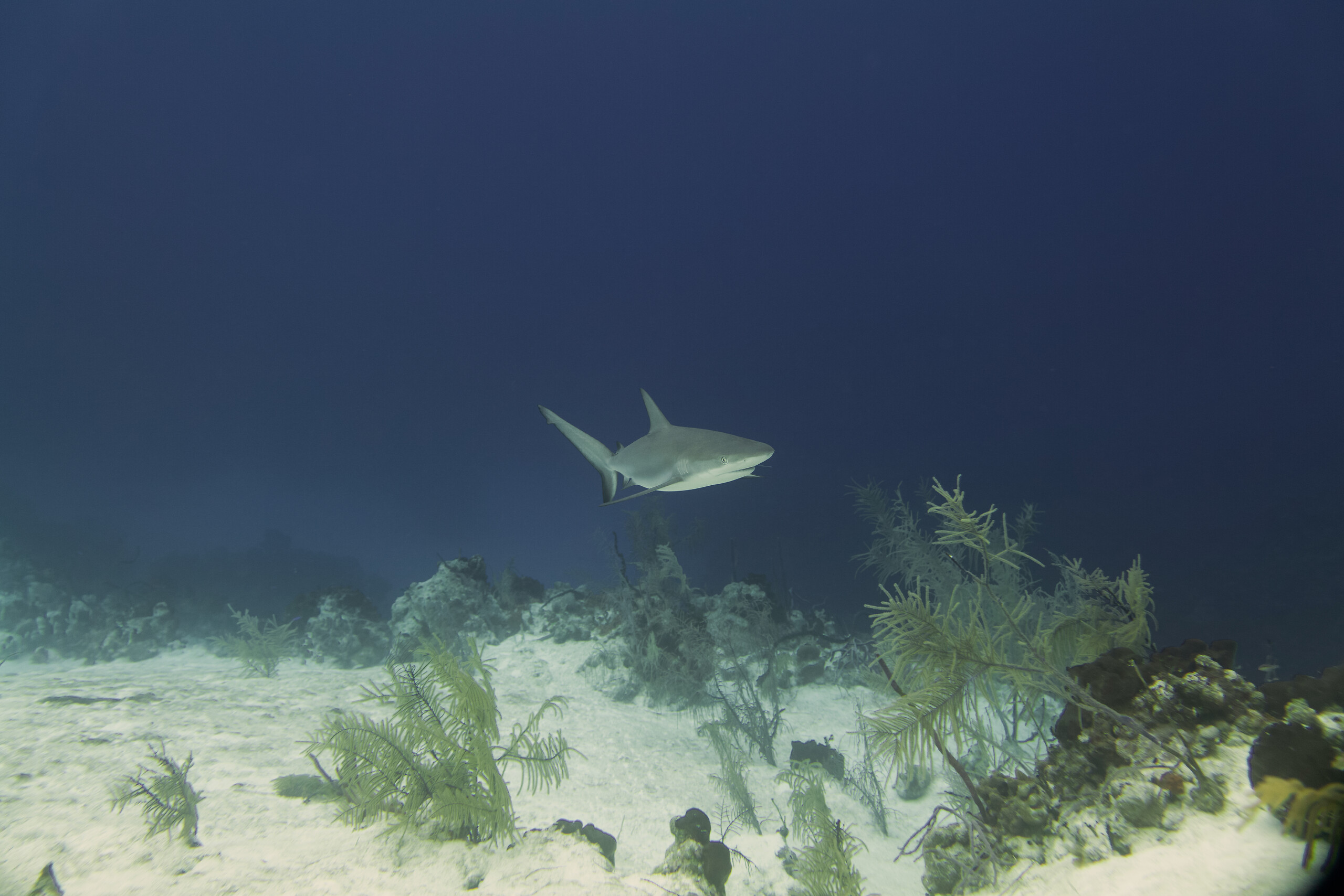 8 independent dives package