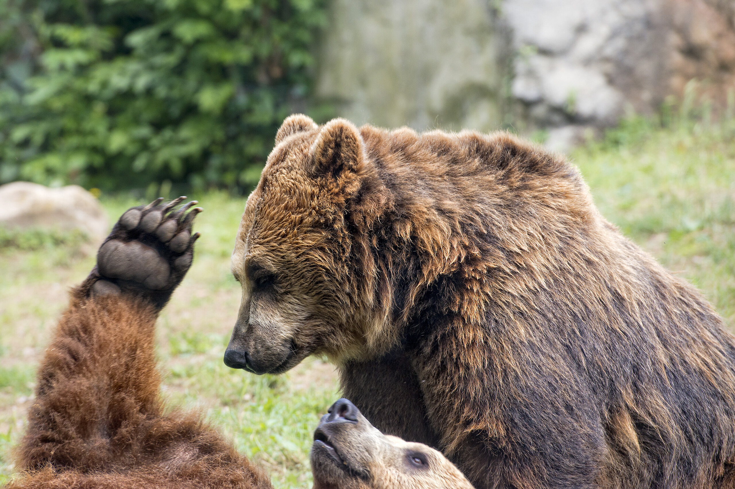 Bear Mountain
