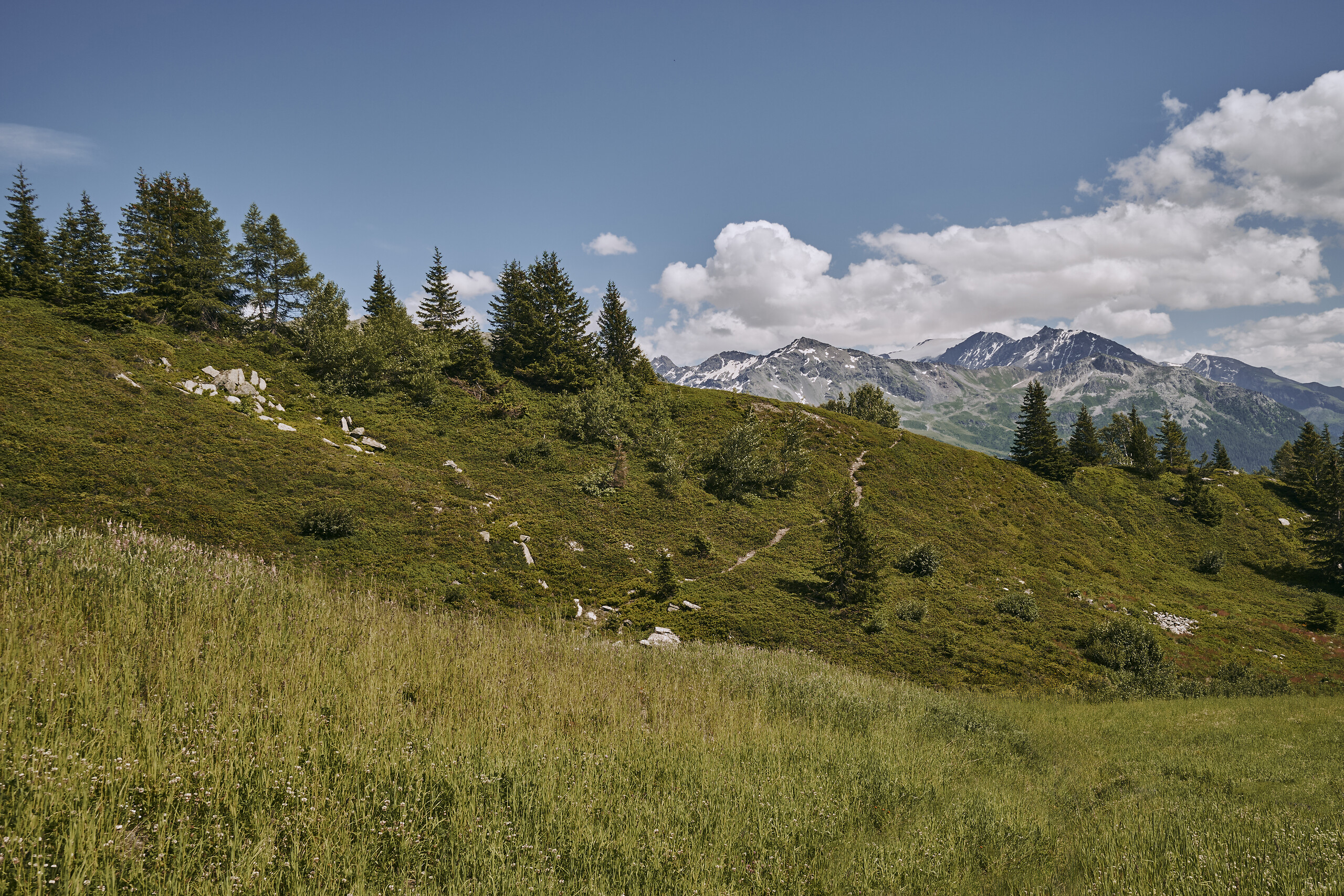 Meet the marmots