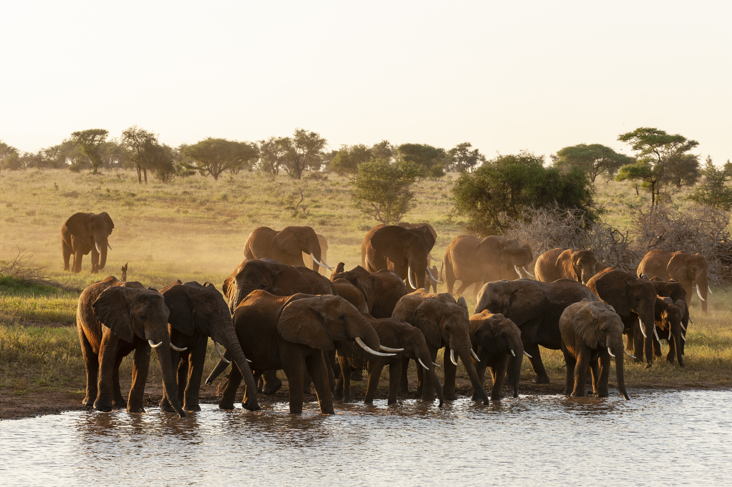 Safari au coucher du soleil