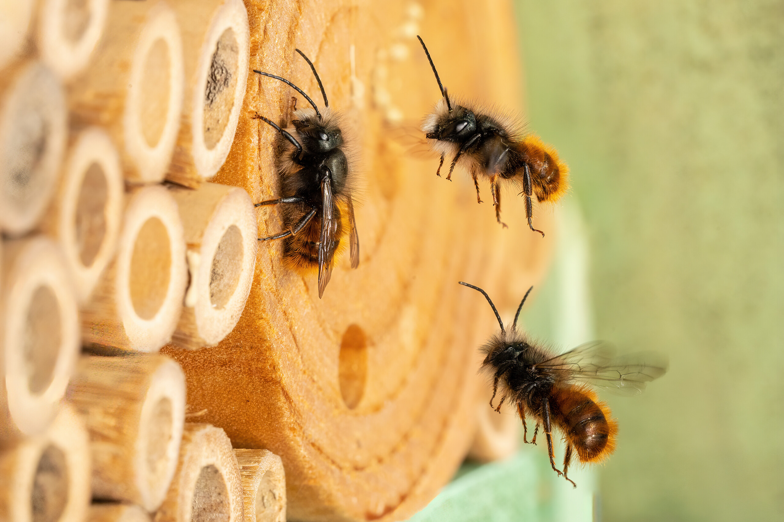 Insect Hotel