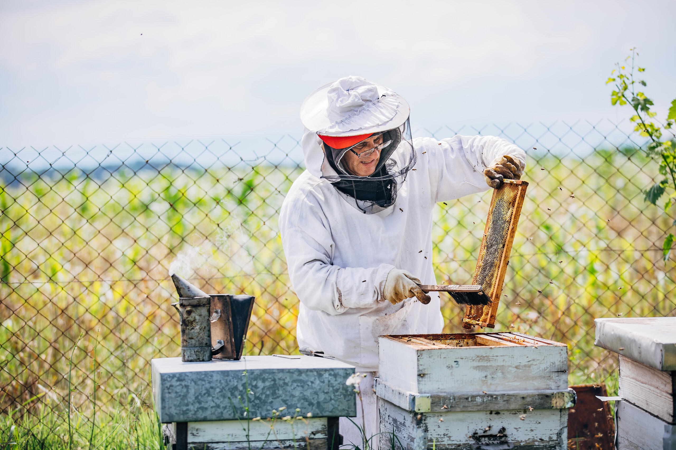 Les abeilles laborieuses d'Eubée
