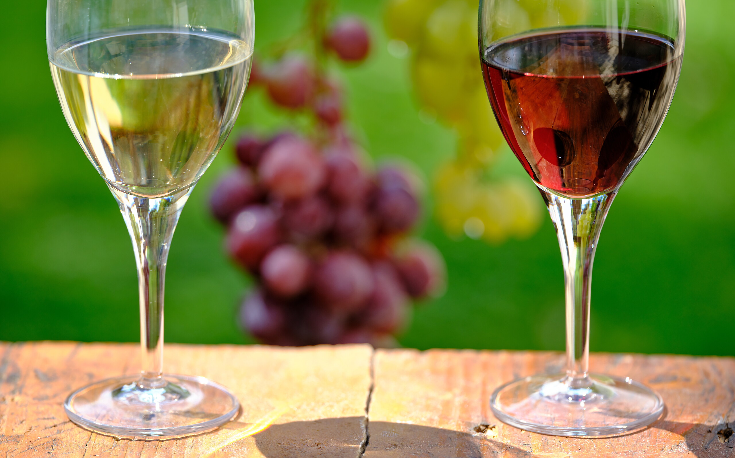 Wine-tasting experience in the Algarve