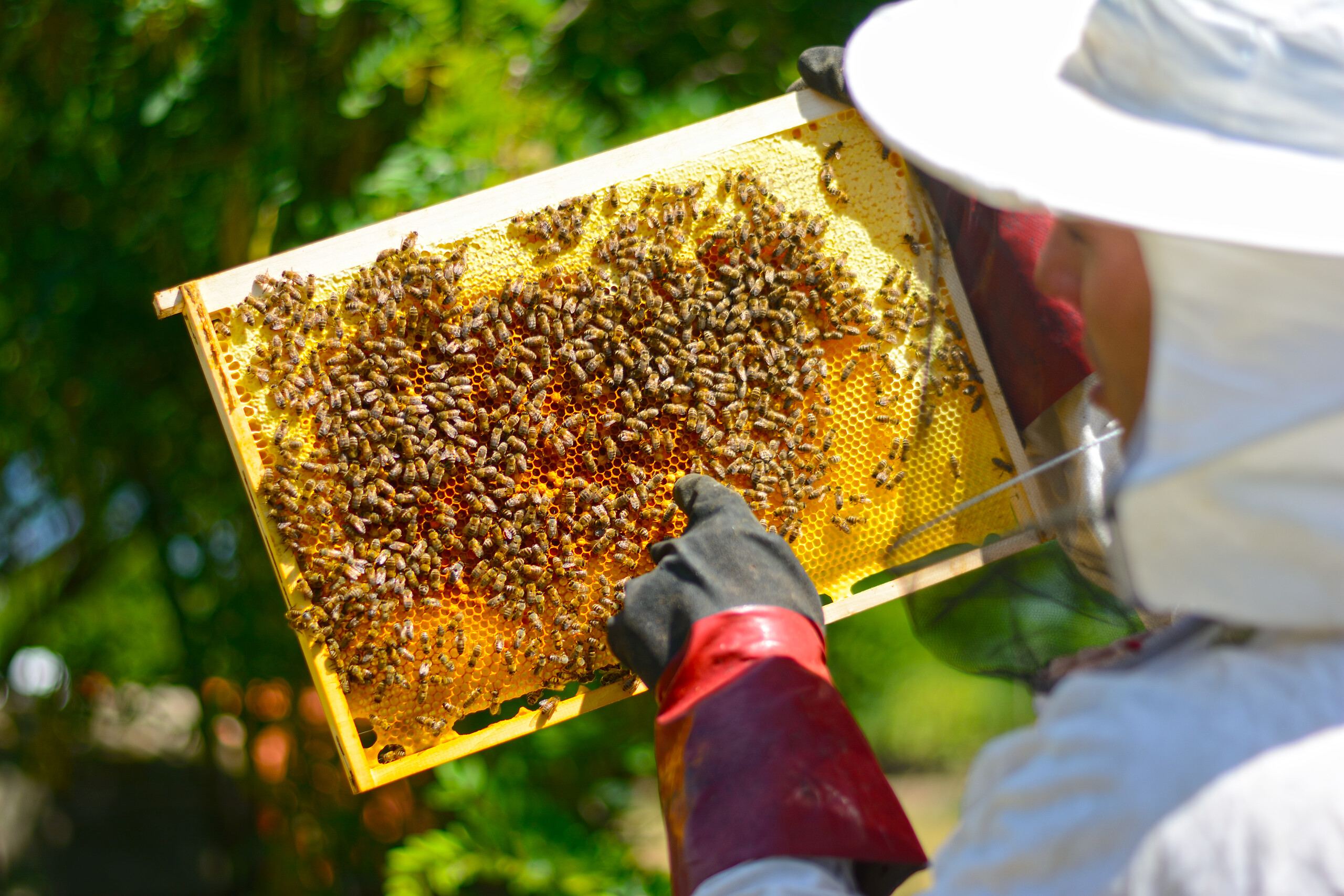 A closer look inside the hive