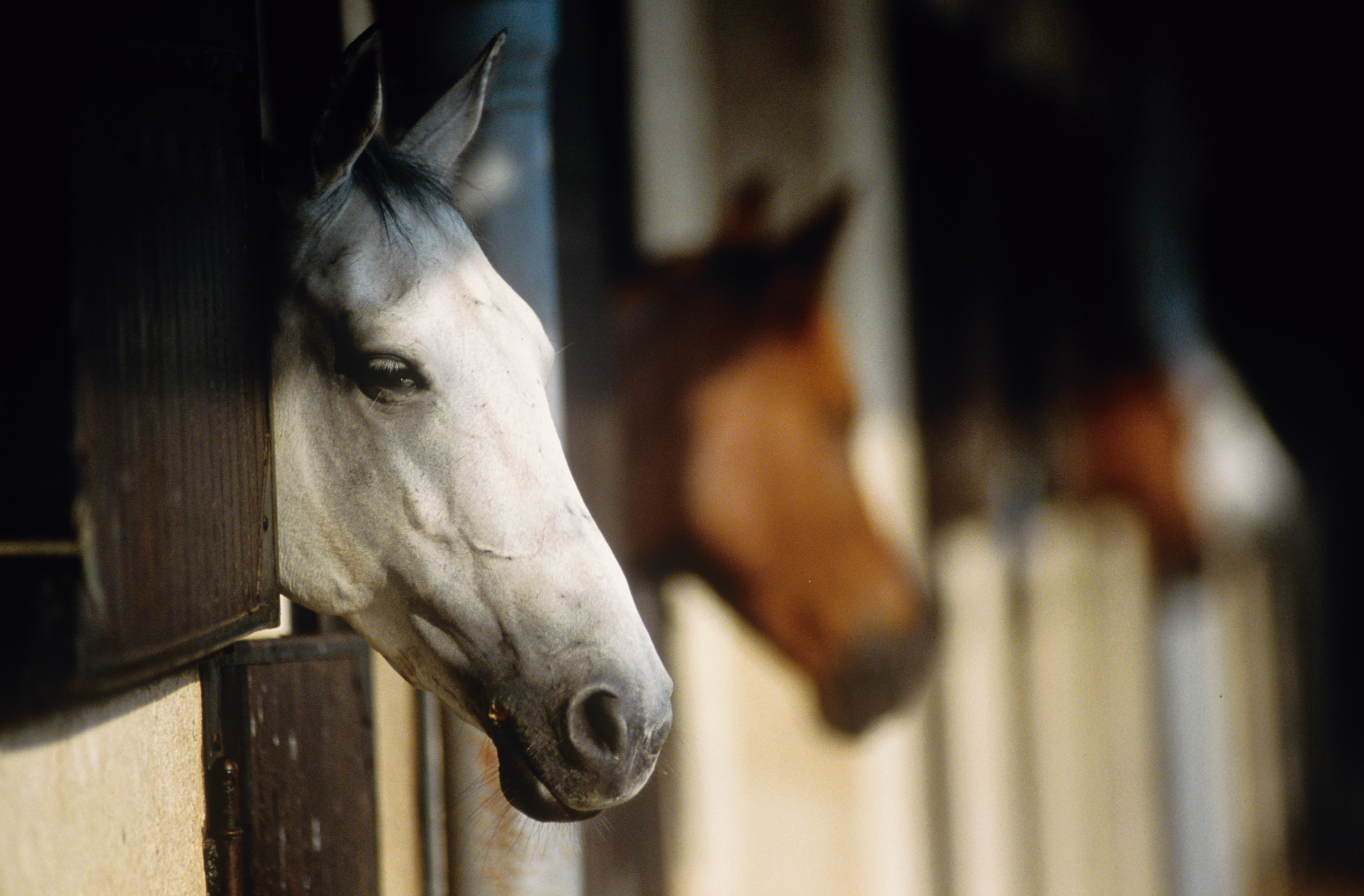 Stage d'équitation adultes et adolescents - 3 jours