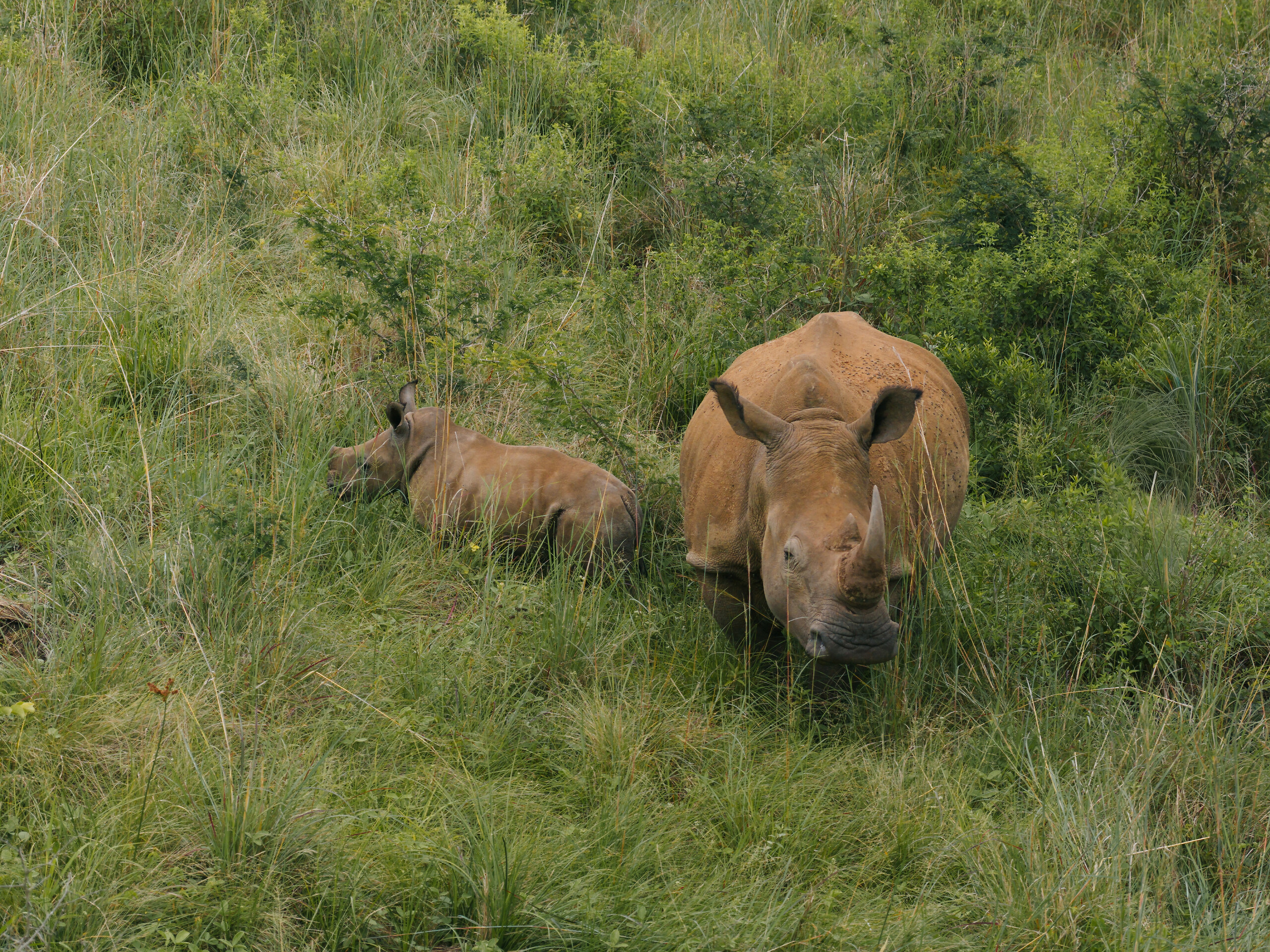 Safari „Wielka Piątka” w Hluhluwe