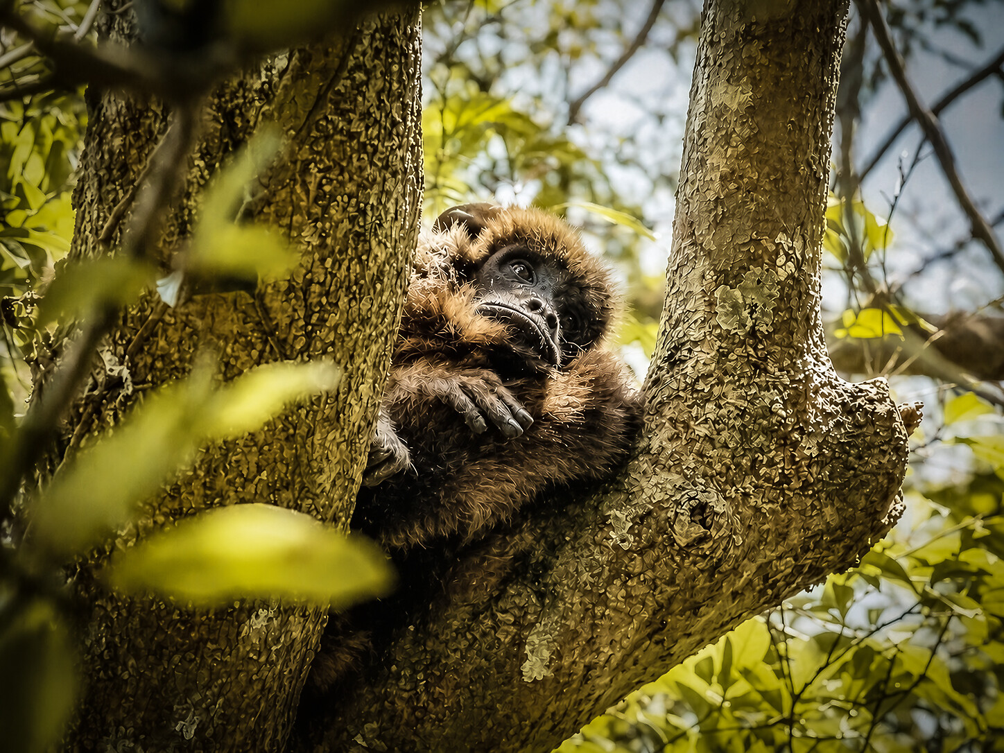 La forêt secrète des singes